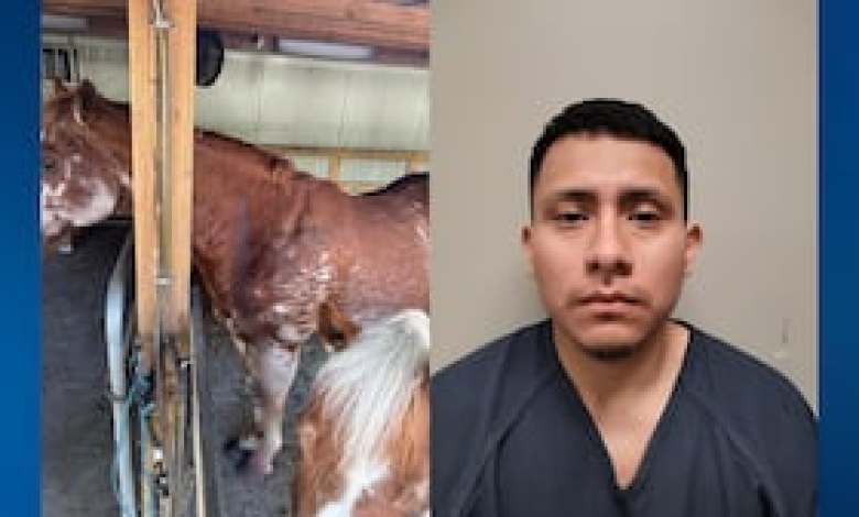 Man arrested after backyard target practice bullets hit neighbor’s house and horse Man arrested after backyard target practice bullets hit neighbor’s house and horse