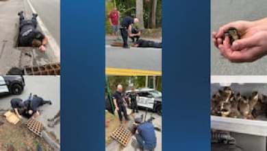First responders make ‘duck-tastic’ rescue, saving baby ducklings from storm drain in Ayer First responders make ‘duck-tastic’ rescue, saving baby ducklings from storm drain in Ayer