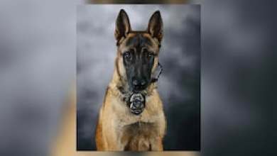 Area police department mourns loss of retired K-9 Area police department mourns loss of retired K-9