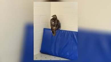 Officers rescue injured hawk found near railroad tracks Officers rescue injured hawk found near railroad tracks