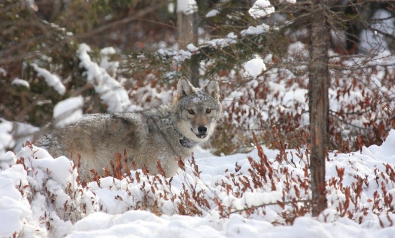 Hearing held on Republican bill to set wolf population number Hearing held on Republican bill to set wolf population number