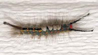 Tussock moth caterpillars emerging in North Florida, caution urged Tussock moth caterpillars emerging in North Florida, caution urged