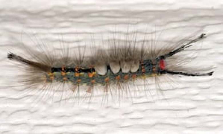 Tussock moth caterpillars emerging in North Florida, caution urged Tussock moth caterpillars emerging in North Florida, caution urged