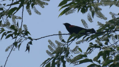 As birds migrate through Erie, experts ask residents to minimize artificial light As birds migrate through Erie, experts ask residents to minimize artificial light
