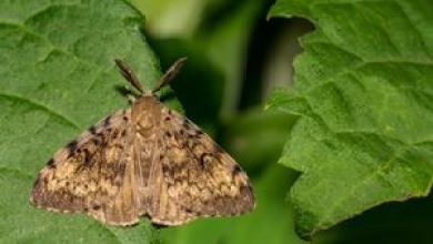 Targeted aerial treatment begins to mitigate spongy moth, fall cankerworm Targeted aerial treatment begins to mitigate spongy moth, fall cankerworm