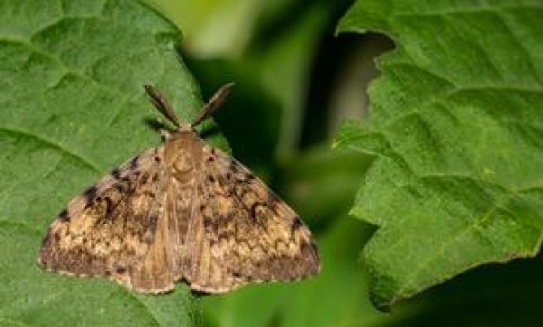 Targeted aerial treatment begins to mitigate spongy moth, fall cankerworm Targeted aerial treatment begins to mitigate spongy moth, fall cankerworm