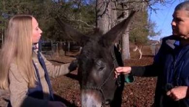Georgia rescue donkey set to break Guinness World Record Georgia rescue donkey set to break Guinness World Record