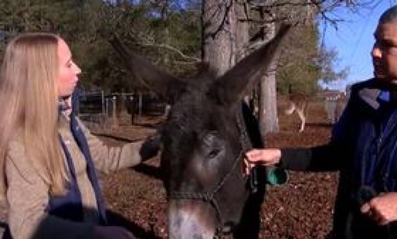 Georgia rescue donkey set to break Guinness World Record Georgia rescue donkey set to break Guinness World Record