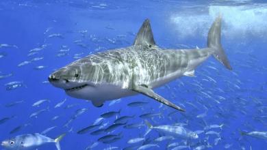 As Oceans Warm, Great White Sharks Are Overheating As Oceans Warm, Great White Sharks Are Overheating