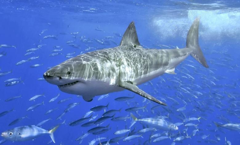 As Oceans Warm, Great White Sharks Are Overheating As Oceans Warm, Great White Sharks Are Overheating