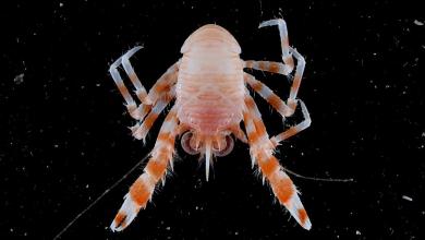 More Than 110 New Species Discovered In Deep Waters Off Australia More Than 110 New Species Discovered In Deep Waters Off Australia