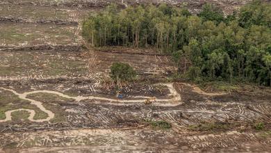 Indonesian Mega-Farm Project Drives Deforestation to Near-Decade High Indonesian Mega-Farm Project Drives Deforestation to Near-Decade High