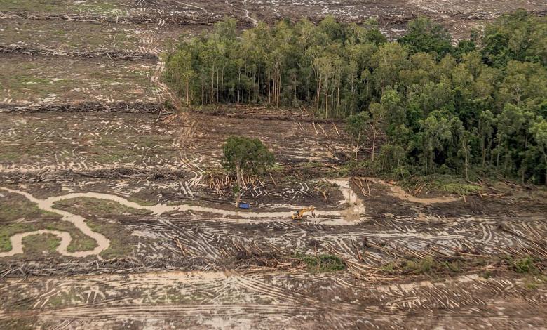 Indonesian Mega-Farm Project Drives Deforestation to Near-Decade High Indonesian Mega-Farm Project Drives Deforestation to Near-Decade High