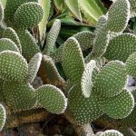 Why Do Desert Plants Have Thin Cuticles? Why Do Desert Plants Have Thin Cuticles?