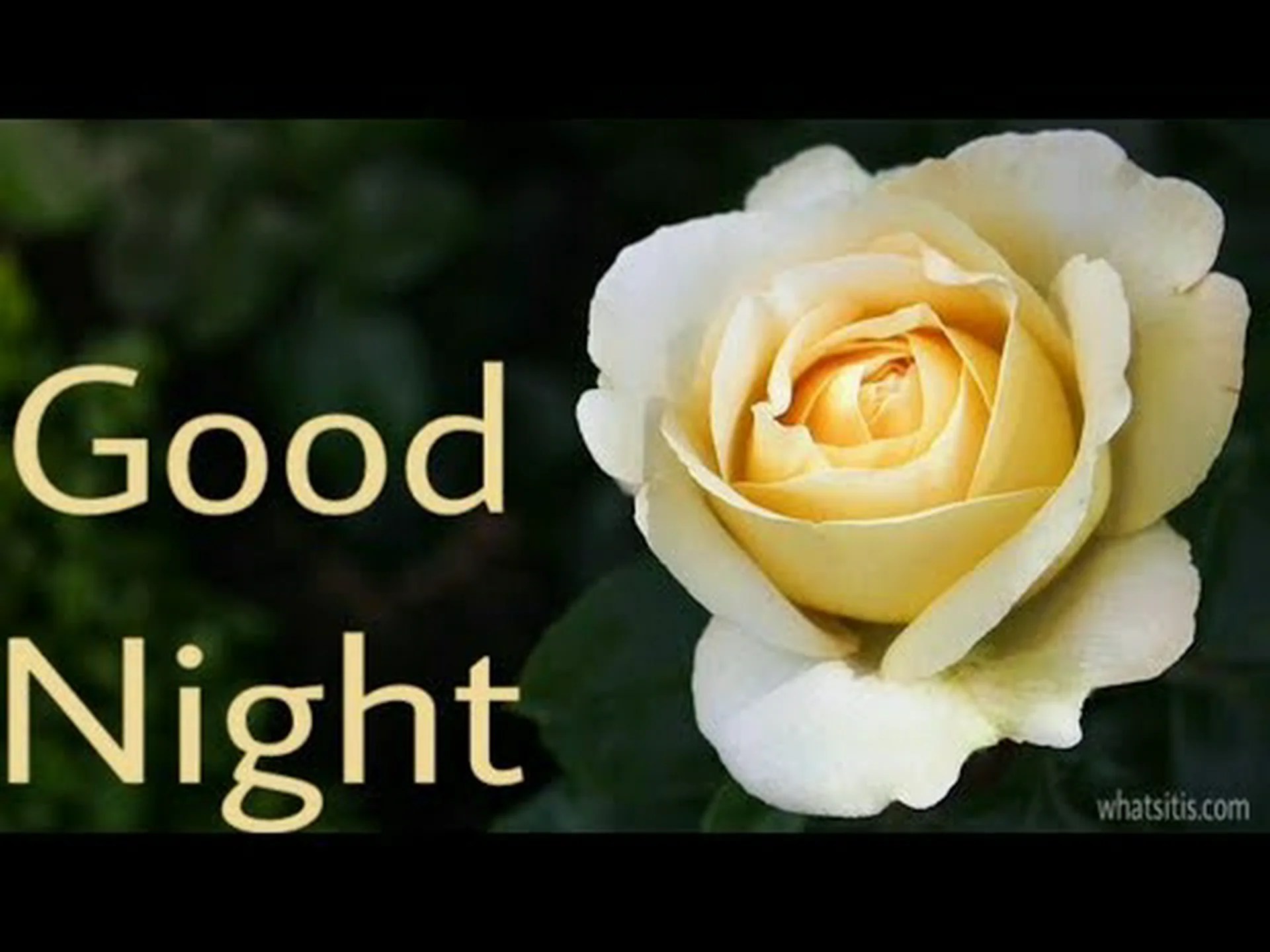 Good night flowers for whatsapp Good night flowers for whatsapp