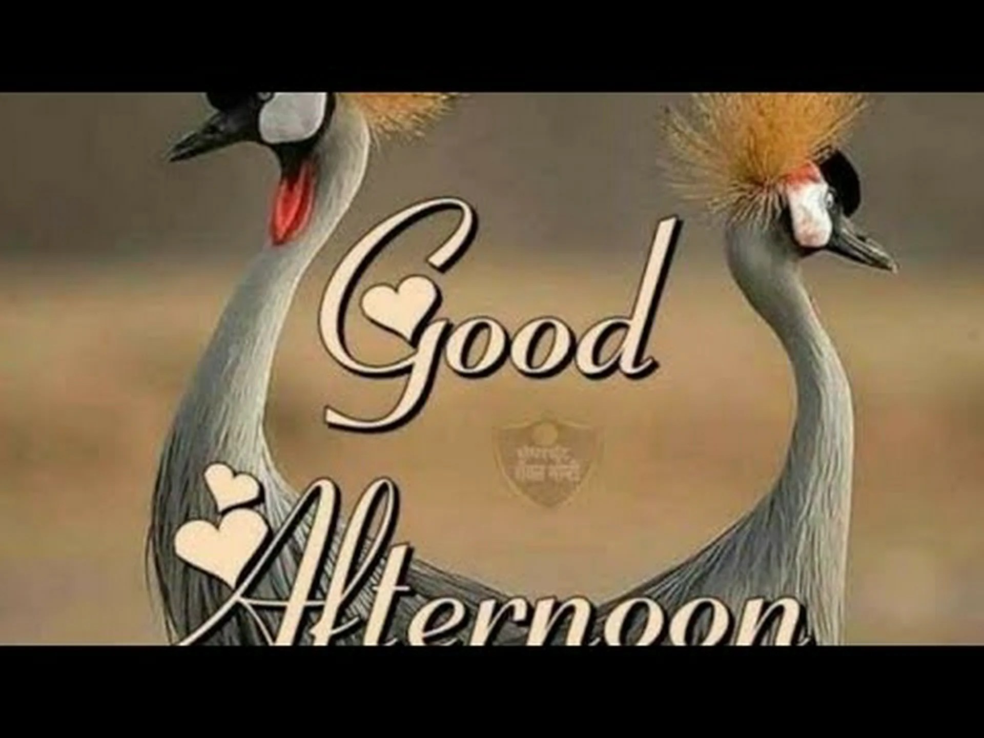 Good afternoon with God for WhatsApp Good afternoon with God for WhatsApp