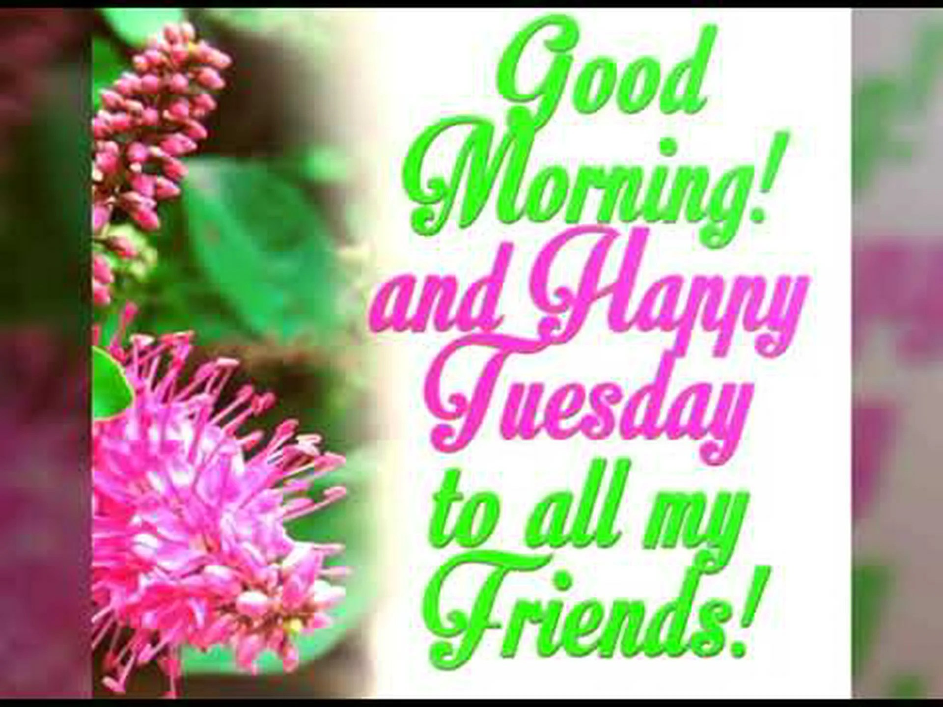 Good Morning Tuesday Whatsapp Good Morning Tuesday Whatsapp