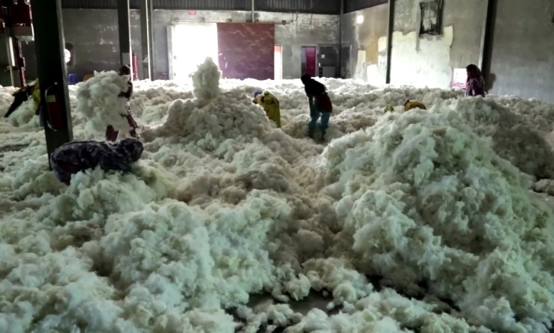 Coton, la face sombre de l’or blanc Coton, la face sombre de l’or blanc