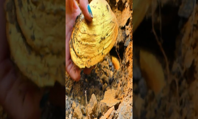 #shorts #diggingforgems #mining #crystal #goldbusiness #crystals #diggingfortreasure#nature #shorts #diggingforgems #mining #crystal #goldbusiness #crystals #diggingfortreasure#nature