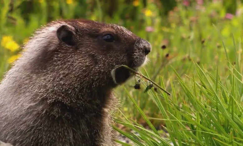 Wildlife in HD (Windows 7 Archive) Wildlife in HD (Windows 7 Archive)