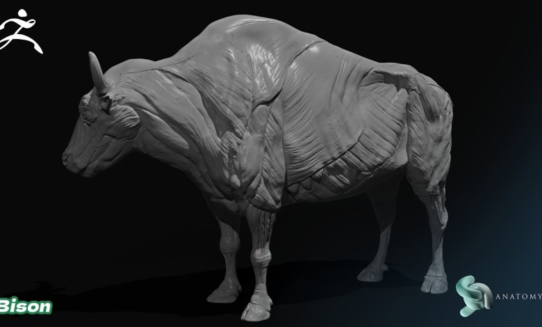 Bison – Musk OX Anatomy Sculpting In Zbrush Bison – Musk OX Anatomy Sculpting In Zbrush
