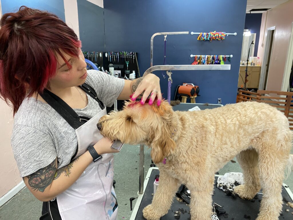 Small Biz Monday: Here’s what you need to know about The Dapper Dog Spaw in Huntsville Small Biz Monday: Here’s what you need to know about The Dapper Dog Spaw in Huntsville
