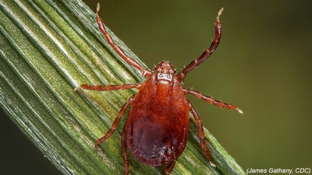 New invasive tick species found in North Alabama New invasive tick species found in North Alabama