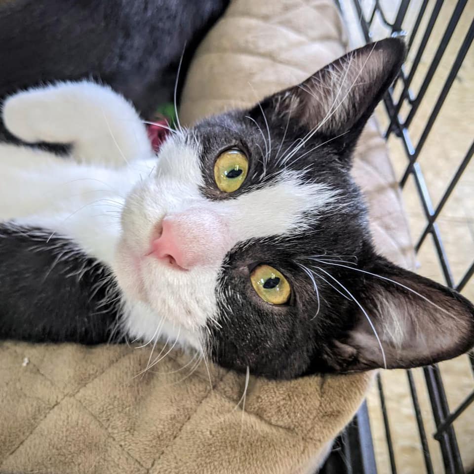 Celebrate Change a Pet’s Life Day with these 5 ways to adopt in Huntsville Celebrate Change a Pet’s Life Day with these 5 ways to adopt in Huntsville