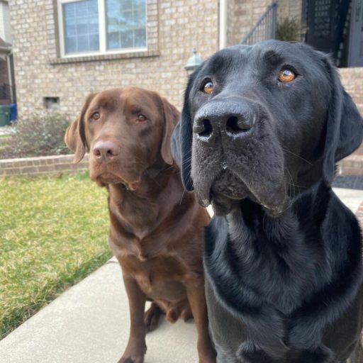 13 awesome vet clinics in Huntsville to keep your four-legged best friend healthy 13 awesome vet clinics in Huntsville to keep your four-legged best friend healthy