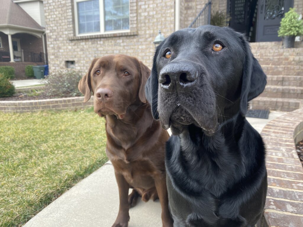 13 awesome vet clinics in Huntsville to keep your four-legged best friend healthy 13 awesome vet clinics in Huntsville to keep your four-legged best friend healthy