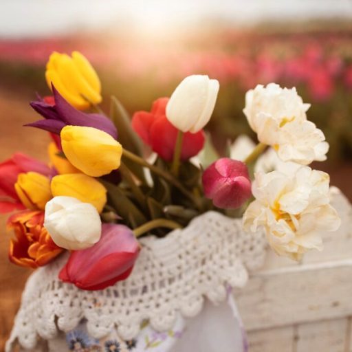 Pick tulips at the new Hubert Family Farms near Huntsville, opening March 12 Pick tulips at the new Hubert Family Farms near Huntsville, opening March 12