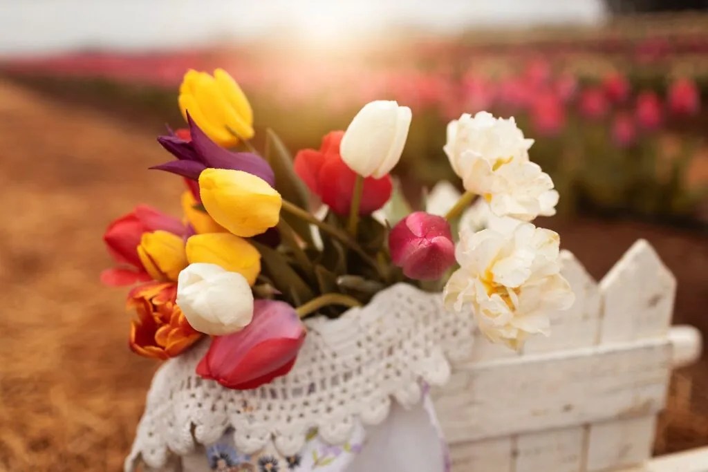 Pick tulips at the new Hubert Family Farms near Huntsville, opening March 12 Pick tulips at the new Hubert Family Farms near Huntsville, opening March 12