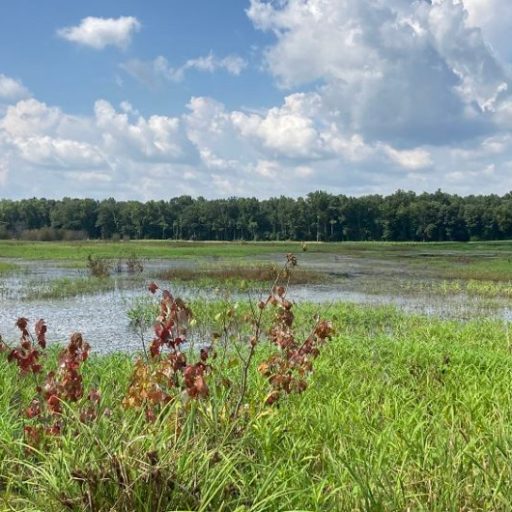 Land Trust of North Alabama announces 2 new land acquisitions in Tennessee Valley Land Trust of North Alabama announces 2 new land acquisitions in Tennessee Valley