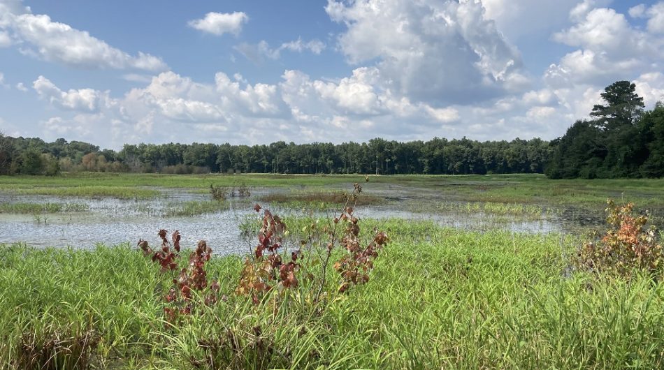 Land Trust of North Alabama announces 2 new land acquisitions in Tennessee Valley Land Trust of North Alabama announces 2 new land acquisitions in Tennessee Valley