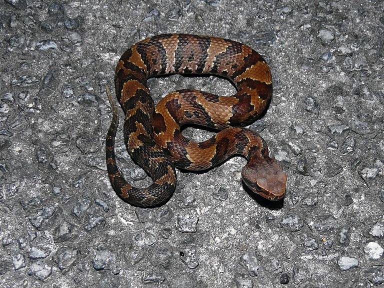 Snake season in North Alabama poses the question: Is this snake dangerous? Snake season in North Alabama poses the question: Is this snake dangerous?