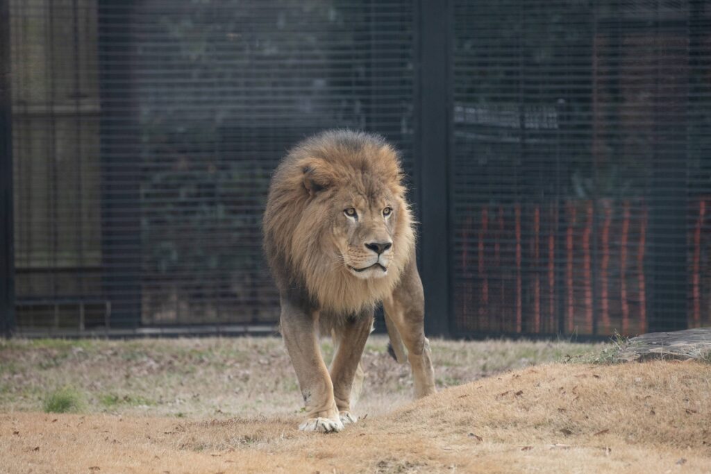 UNA mourns passing of beloved mascot, Leo III UNA mourns passing of beloved mascot, Leo III