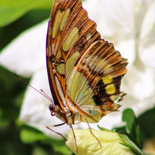 Butterfly release, Trash Pandas baseball and 13 more events in Huntsville this weekend Butterfly release, Trash Pandas baseball and 13 more events in Huntsville this weekend