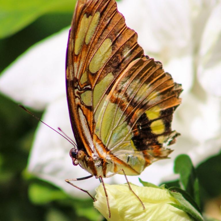 Butterfly release, Trash Pandas baseball and 13 more events in Huntsville this weekend Butterfly release, Trash Pandas baseball and 13 more events in Huntsville this weekend