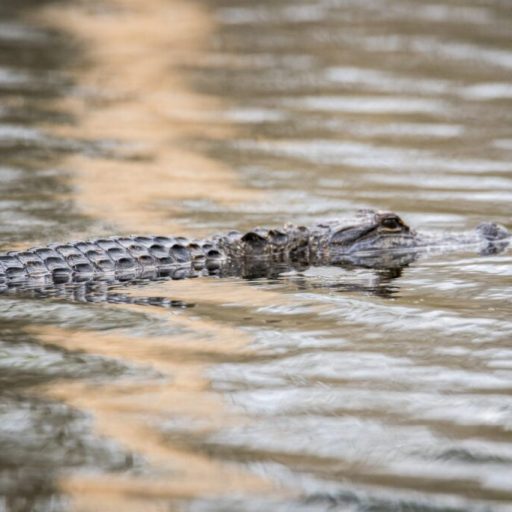Alligators in Huntsville? Yes, you heard that correctly Alligators in Huntsville? Yes, you heard that correctly