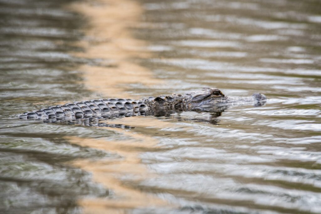 Alligators in Huntsville? Yes, you heard that correctly Alligators in Huntsville? Yes, you heard that correctly
