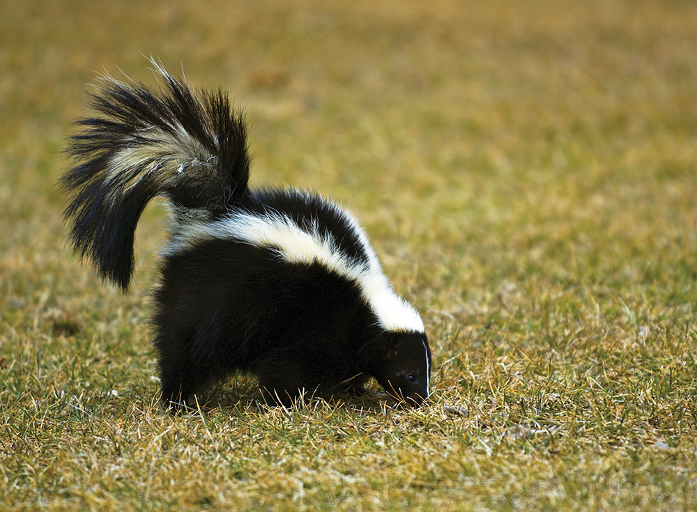 Urban wildlife in Huntsville reported more often these days Urban wildlife in Huntsville reported more often these days