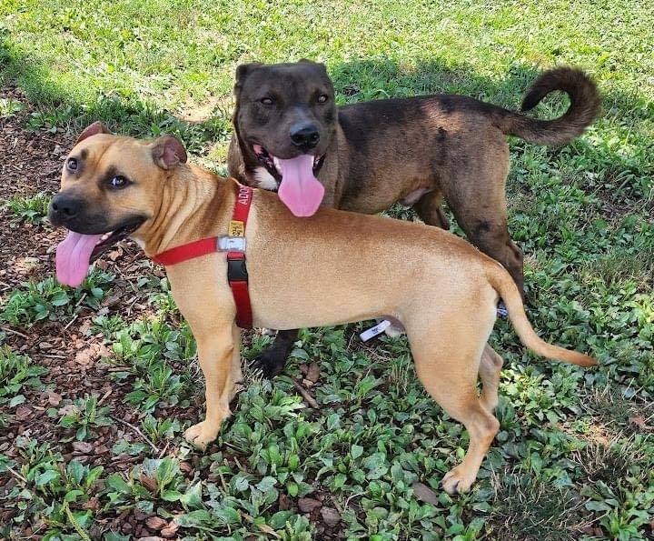 Huntsville Animal Services waives adoption fees through Aug. 6 Huntsville Animal Services waives adoption fees through Aug. 6