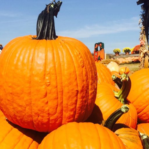 Pumpkin patches across the area are opening for the new season Pumpkin patches across the area are opening for the new season