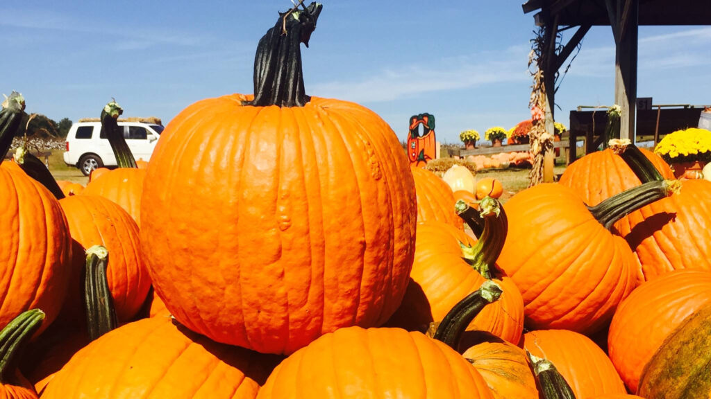 Pumpkin patches across the area are opening for the new season Pumpkin patches across the area are opening for the new season
