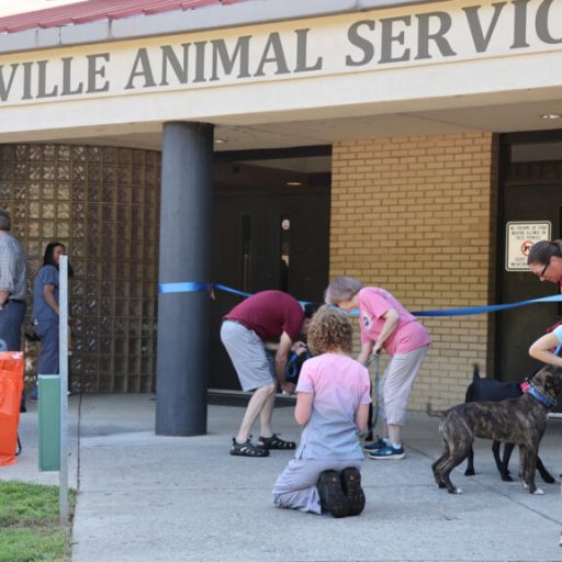 Huntsville Animal Services sees surge in local homeless animal population Huntsville Animal Services sees surge in local homeless animal population