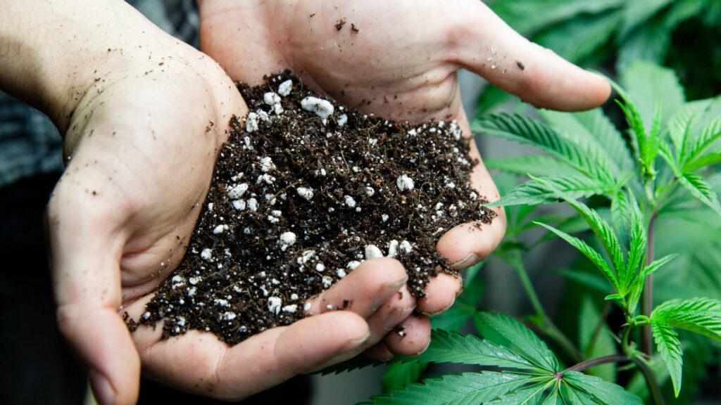 Medical cannabis to be considered by City of Huntsville Medical cannabis to be considered by City of Huntsville