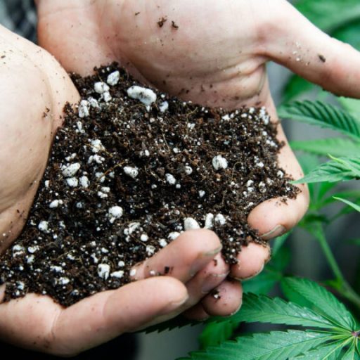Medical cannabis to be considered by City of Huntsville Medical cannabis to be considered by City of Huntsville