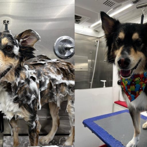 7 remarkable pet groomers in Huntsville that come to YOU 7 remarkable pet groomers in Huntsville that come to YOU