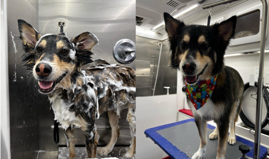 7 remarkable pet groomers in Huntsville that come to YOU 7 remarkable pet groomers in Huntsville that come to YOU