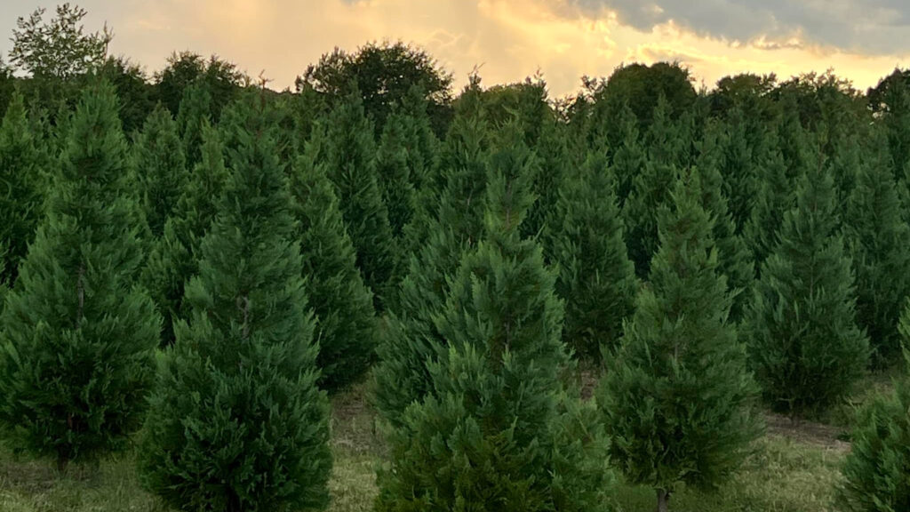 3 Christmas tree farms to check out near Huntsville 3 Christmas tree farms to check out near Huntsville